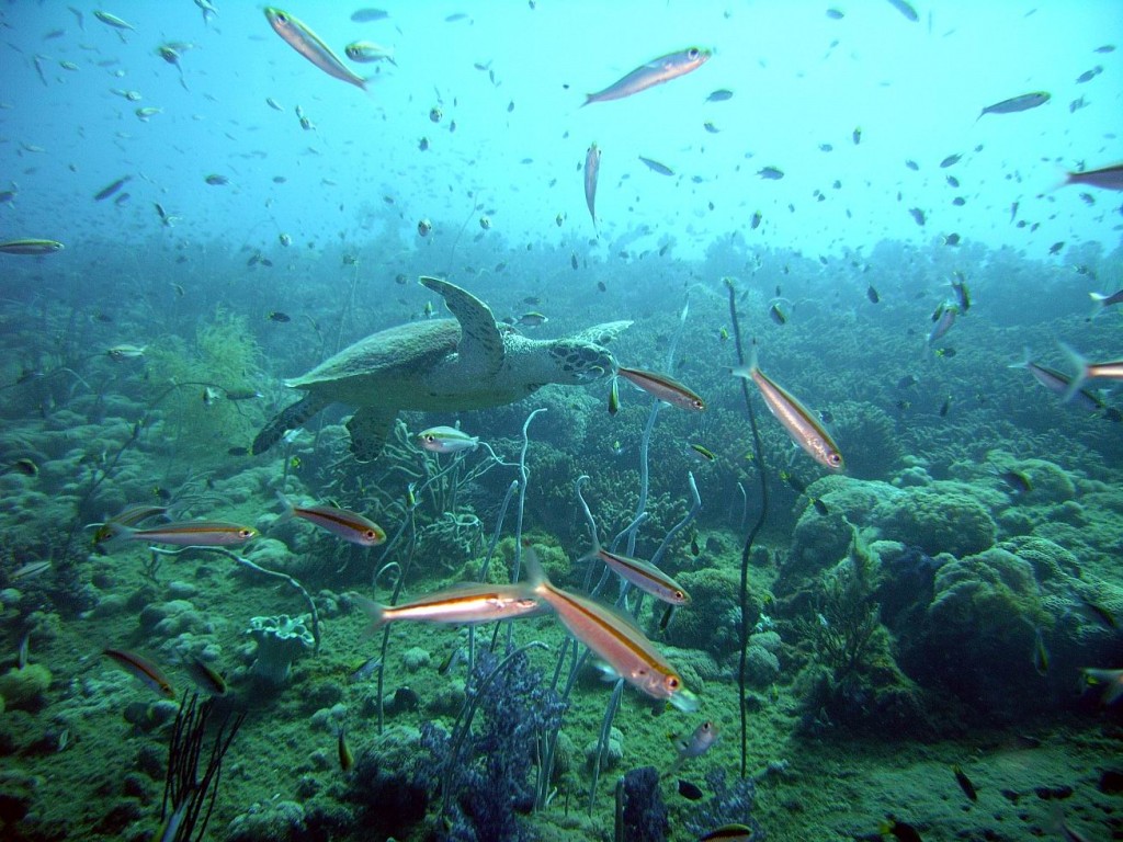 Great Barrier Reef in Australia