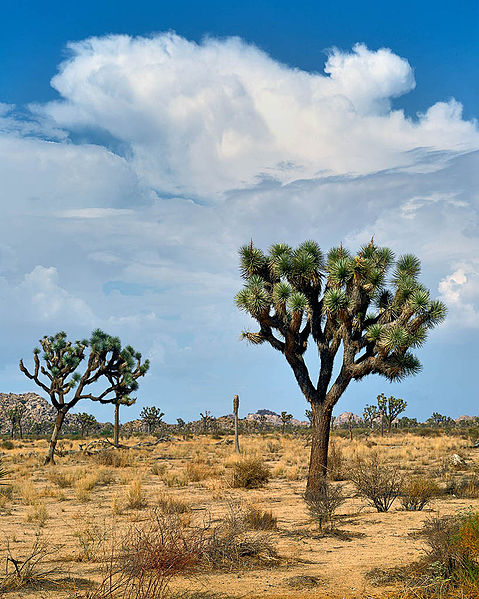 Joshua Tree National Park