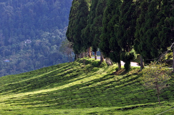 Tea Garden, Sikkim